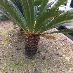 Sago Palm Trees