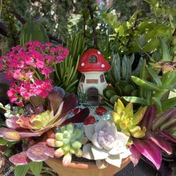 Very Beautiful Succulent Garden , See Pictures 👇