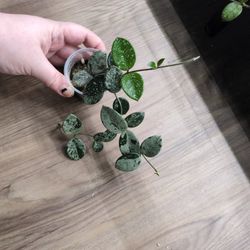 Hoya Mathilde Splash