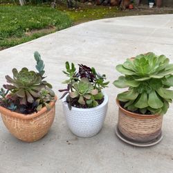 Beautifully Potted Succulents 