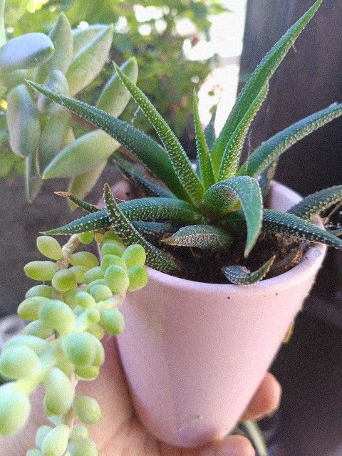 Plants
