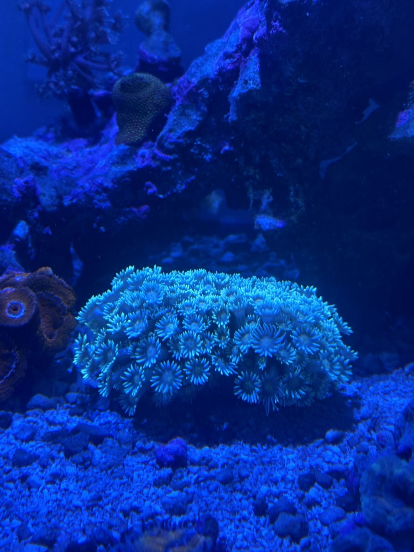 Corals