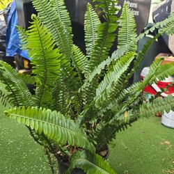 Helecho Plant 