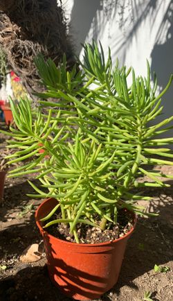 6” pot succulent