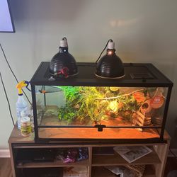 Bearded Dragon And 40 Gallon Terrarium Comes With Accessories And Lamps Complete Set Up In Very Good Health 