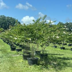 Crape Myrtle White and Lavender 30 gallon available and we can deliver