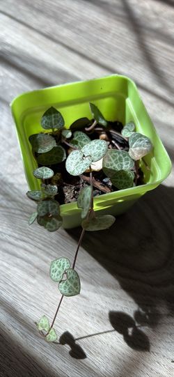 String Of Heart plant