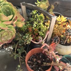 Succulents