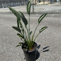 Bird Of Paradise
