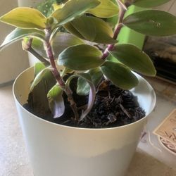 Plant for inside !   Nice ! 