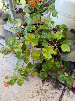 Geranium