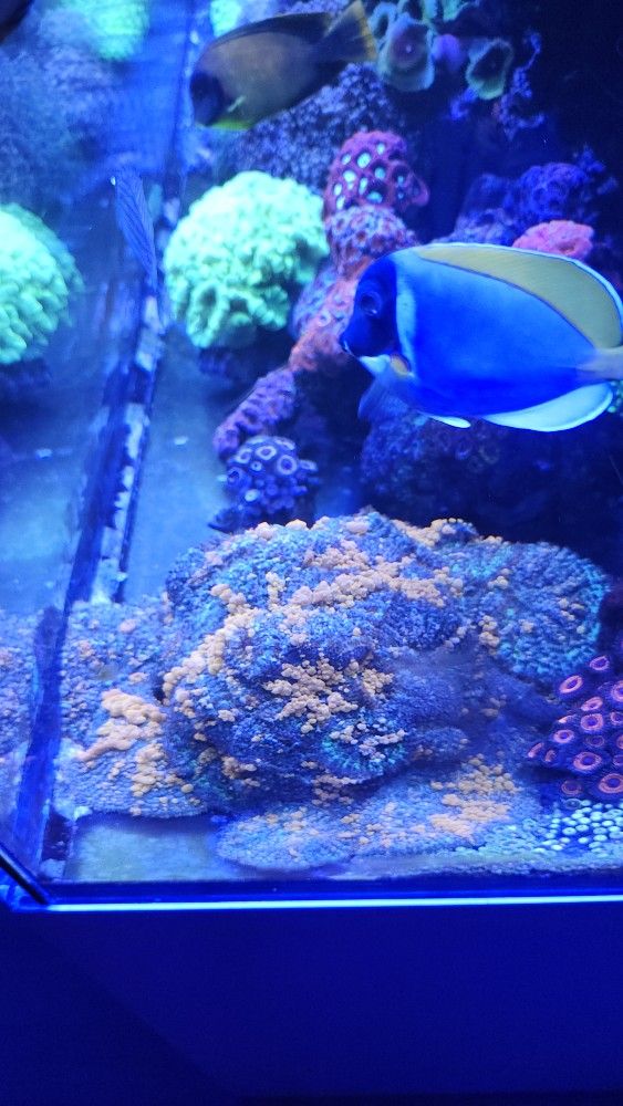 Decoration Sunky Mushrooms Colony Fake