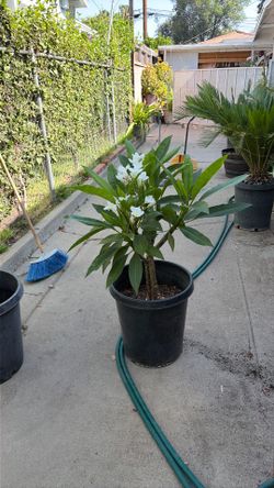 Plumeria