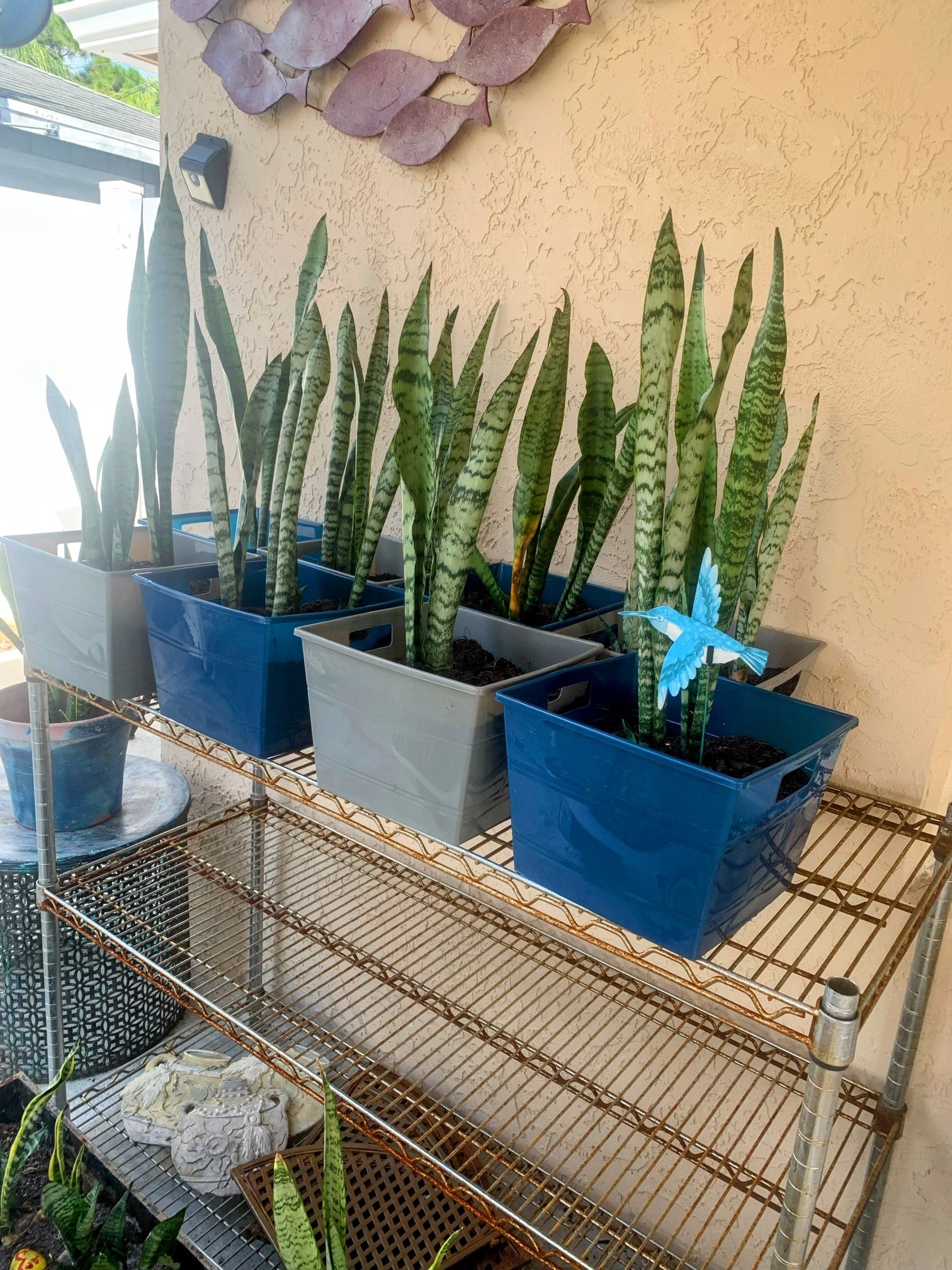 Healthy Snake Plants In Pots