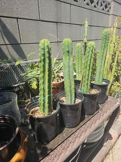 San Pedro Cactus