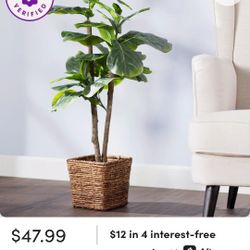 Fiddle Leaf Fig Tree 