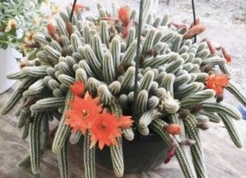PEANUT CACTUS + FLOWER POT