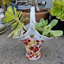 Decorative Succulent Plant