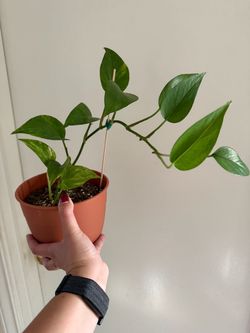 Golden Pothos Healthy Plant