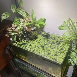 6.8 Gallon Live Aquascape waterfall aquarium fish tank 