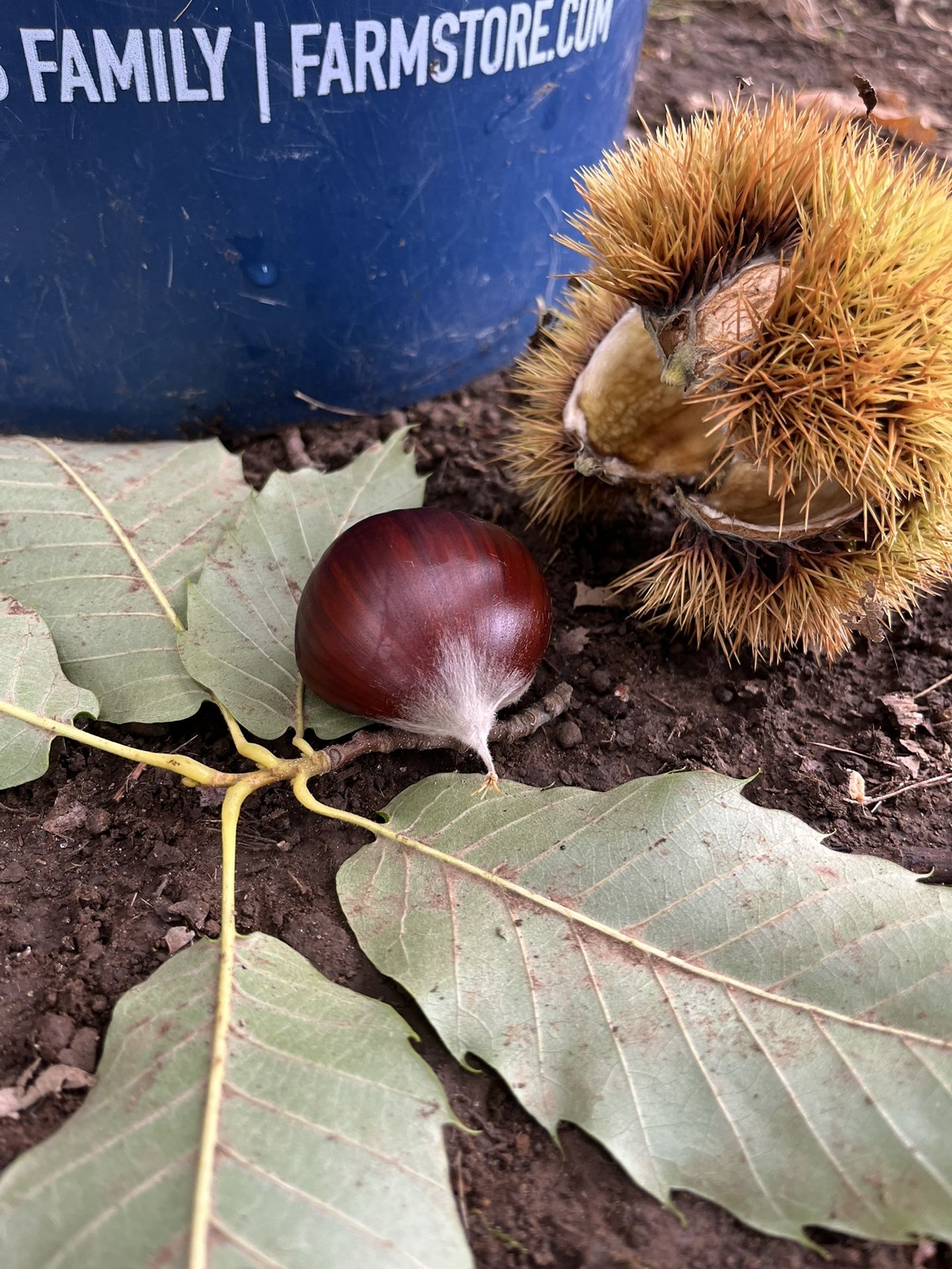 Delicious Chestnuts