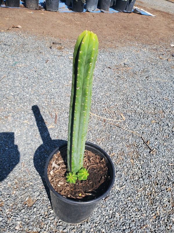 San pedro cactus for Sale in Ontario, CA - OfferUp