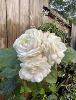 🌳🌳 GRAN DUKE PLANT 🌳🌳