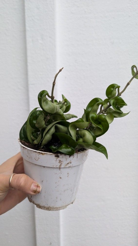 Hoya Compacta Hindu Rope Plant 4" Pot - Indoor House Plants
