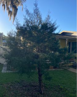 Live Christmas Tree - You dig
