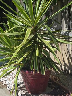 Plant with planter included.