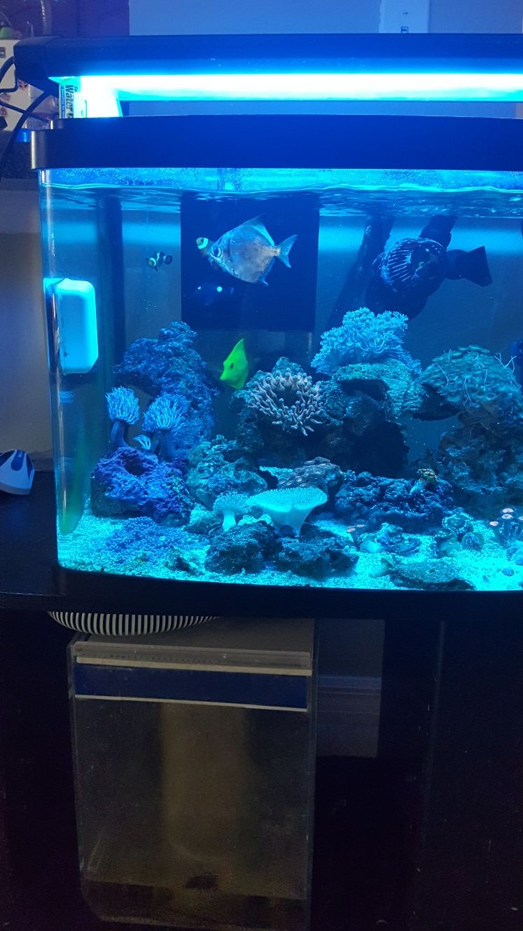32 gallon biocube fish tank