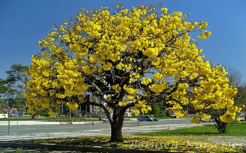 Golden Trumpet Trees