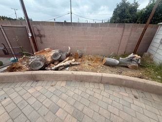 FREE Avocado Firewood – You Haul