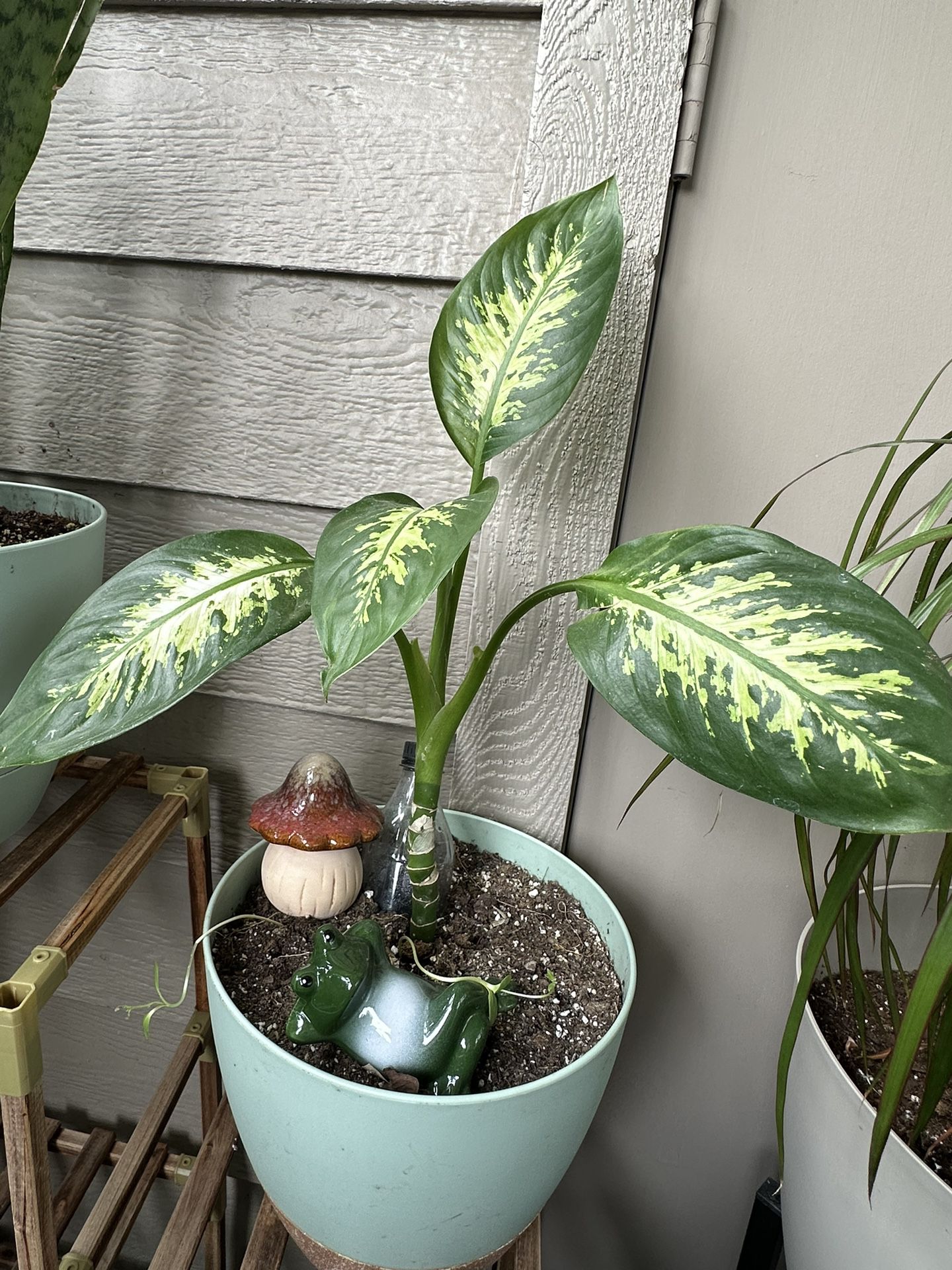 Natural Dumb Cane Plant in 10" Self-Watering Pot - Elegant Indoor Greenery for Any Space