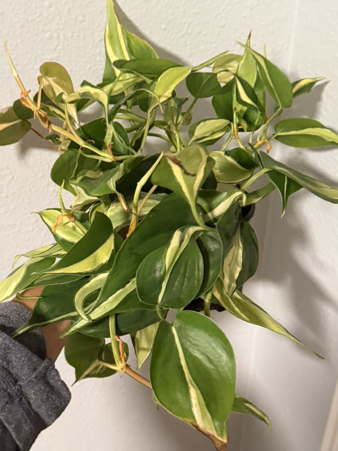 Rare Philodendron Silver Stripe