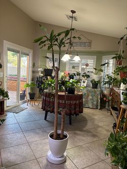 Large Indoor Dracaena Plant in White Pot
