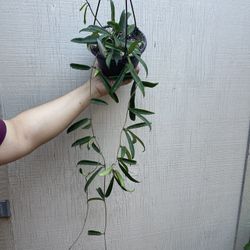 6” hoya minibelle with peduncles 