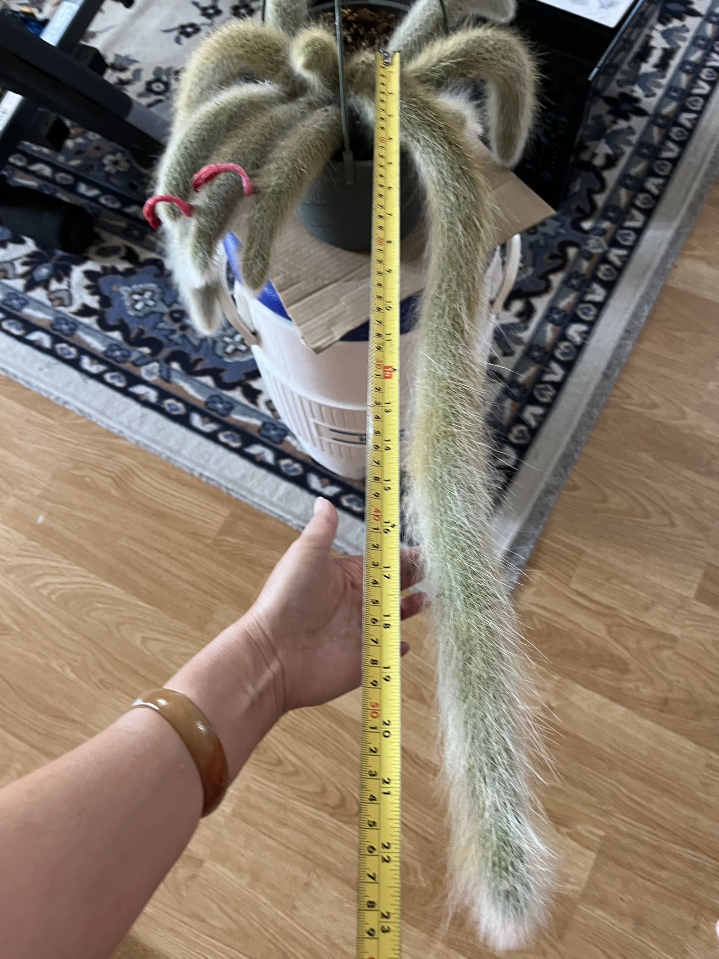 Monkey Tail Cactus Plant