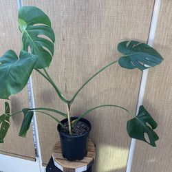 Monstera for sale $35
