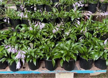 STILL BLOOMING perennial Hosta plants.