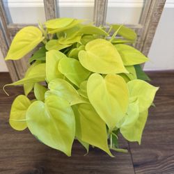 Lemon Lime Philodendron 