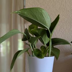 Healthy Beautiful Indoor Plant ( Porhos)
