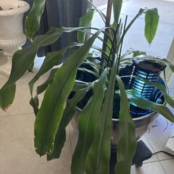 new 20in pot with plant - only $30