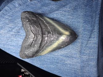 4in. Megalodon Shark Tooth Fossil