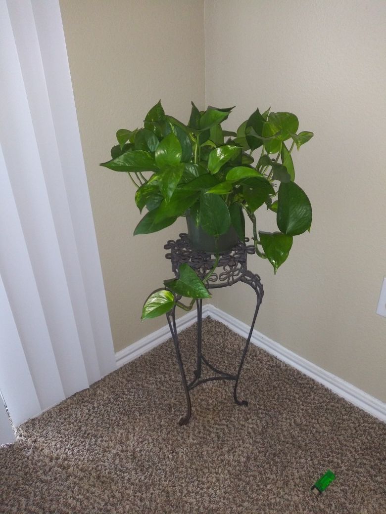 Beautiful pothos plant with stand