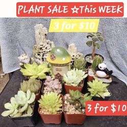 PLANT SALE. 3 PLANTS FOR $10. SAN LORENZO. SUNDAY AND THIS WEEK. DM FOR APPT