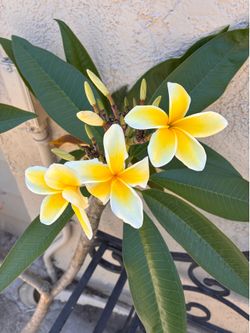 Planta plumeria