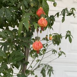 Chinese Lantern Blooming Plant, Is 5 Feet Tall In 5 Gallons Pot Pick Up Only