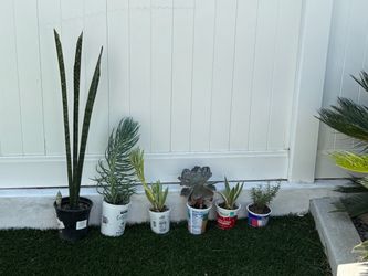 6 plant lot snake chalksticks echeveria agave succulents + rosemary