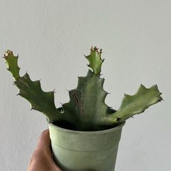  Cactus Euphorbia Lactea Candelabra 